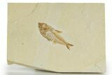 Detailed Fossil Fish (Diplomystus) - Wyoming #320375-1